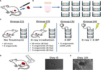 Pancreatic cancer derived 3D organoids as a clinical tool to evaluate the treatment response